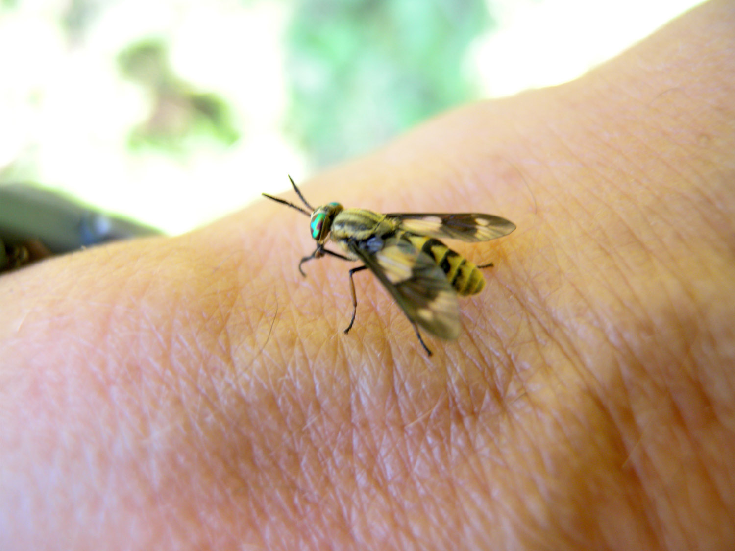 Tabanidae ?
